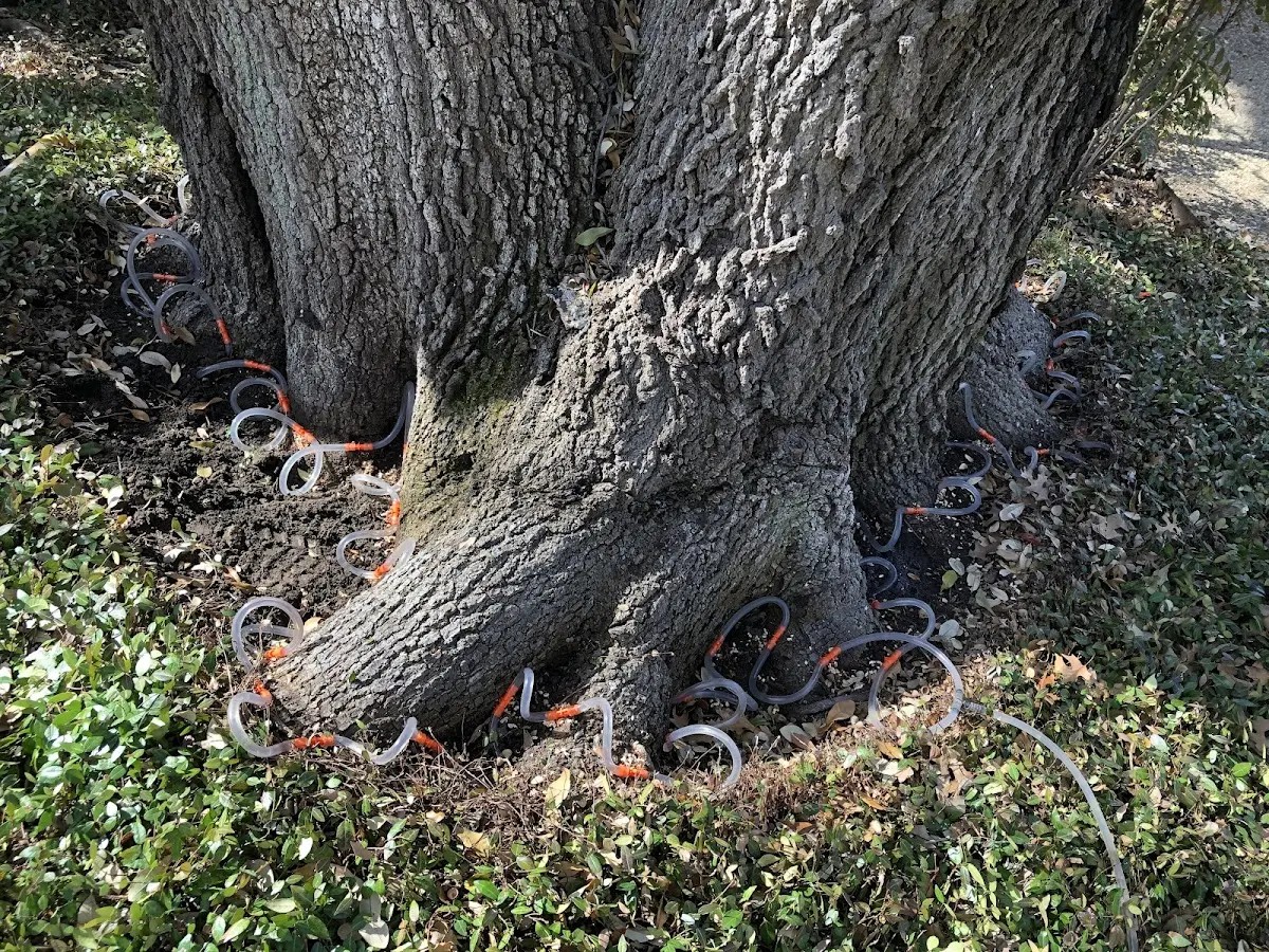 Detailed Tree Cabling and Bracing job site in Port Sanilac