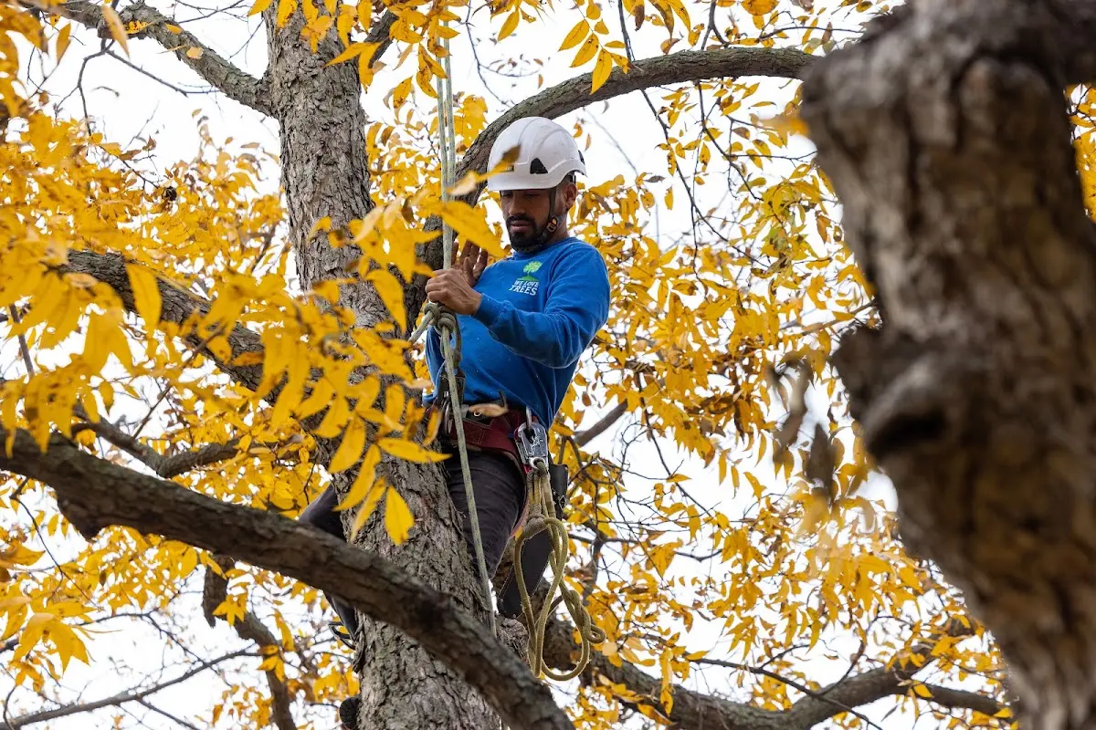 Skilled Tree Pruning crew working in Port Sanilac